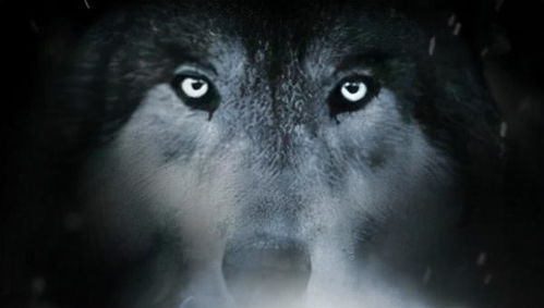 剧本杀打狼什么意思