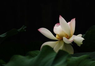 接洽为荷是什么意思，望批准为荷是什么意思