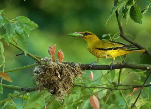 启蛰可以做人名吗