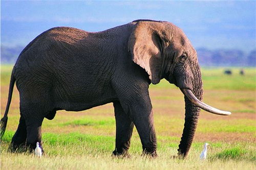 梦到大象追我,我拼命的跑，梦到大象怎么回事