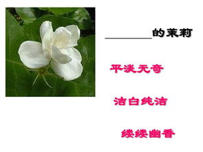 为什么说“爱如茉莉”?谈谈你的理解