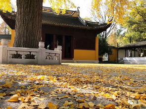 落叶满空山何处寻 作者是谁?