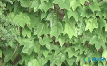 爬山虎的脚教案第一课时，四年级爬山虎的脚教案