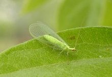 草蛉虫是害虫还是益虫，草蛉虫对人有害吗