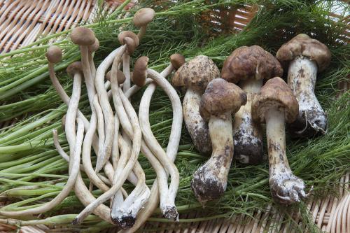 蘑菇的拼音声调怎么标，蘑菇的拼音读法视频