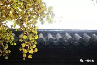 秋雨绵绵和一叶知秋写一个句子，秋雨绵绵树叶黄求下联