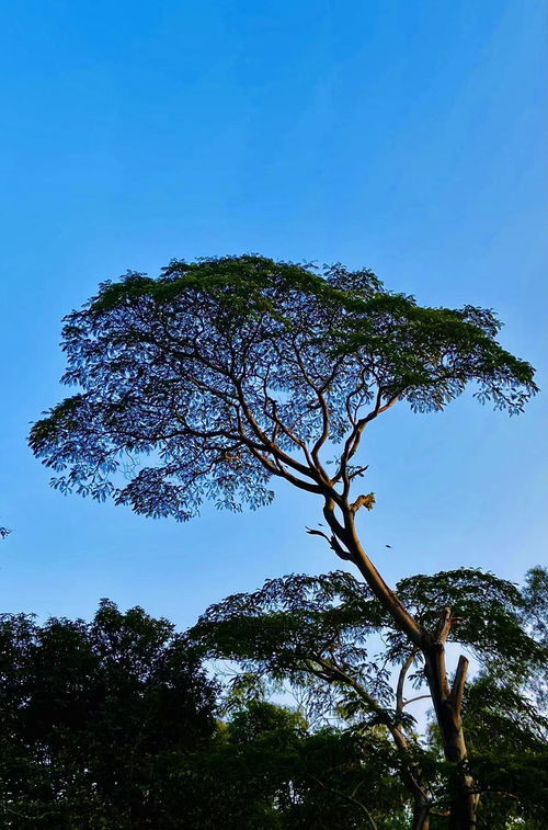 盘虬卧龙的拼音怎么读音，盘虬卧龙的注音