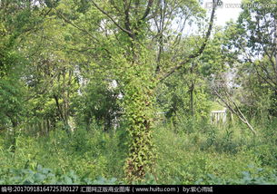 “藤缠树”出自那首山歌