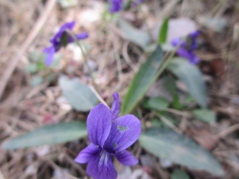 地丁的功效与作用的功能与主治，地丁草有几种图片