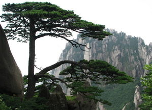 一些树的英文有哪些?