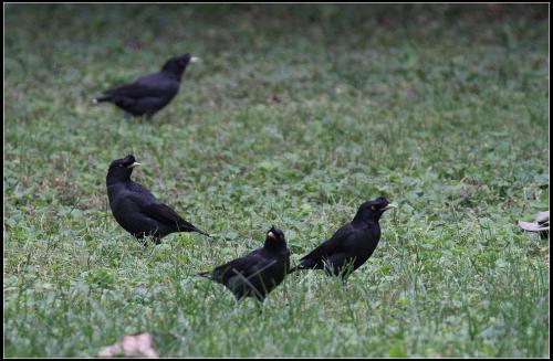 没有翅膀的鸡叫什么鸡?