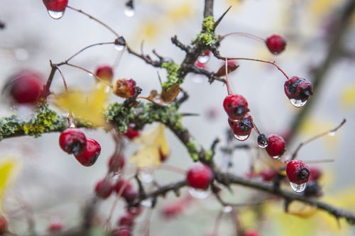 具有梅花品格的人物事迹50字，具有梅花品格的人物作文