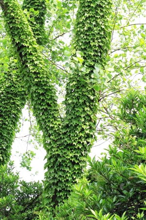 藤缠树树缠藤的诗句，藤缠树简谱