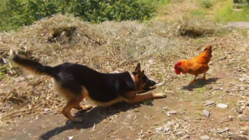 鸡犬不宁的意思