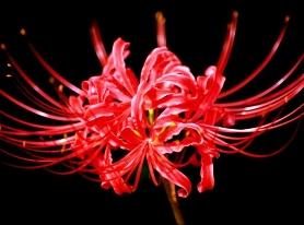 彼岸花的诗句悲伤，赞美彼岸花的诗句