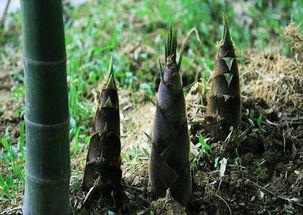 挖春笋作文，挖春笋的技巧和方法