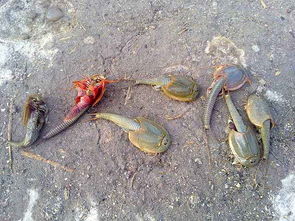 鲎虫是保护动物吗，鲎虫多少钱一只