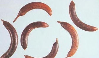 通关散图片，通关散的功效与作用及配方