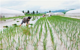 耘田的意思是犁地还是锄草?