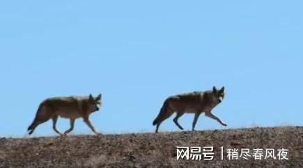 打狼的视频，打狼之我命由己