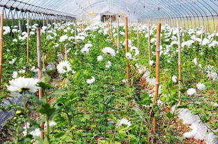 关于温室里的花朵的歇后语