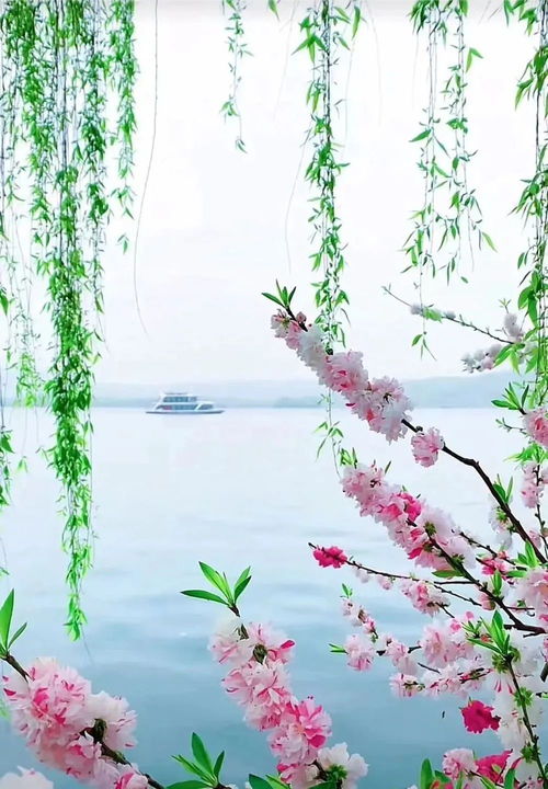 春游古诗带拼音，西湖春游古诗