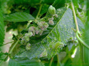 树叶上长疙瘩的是什么