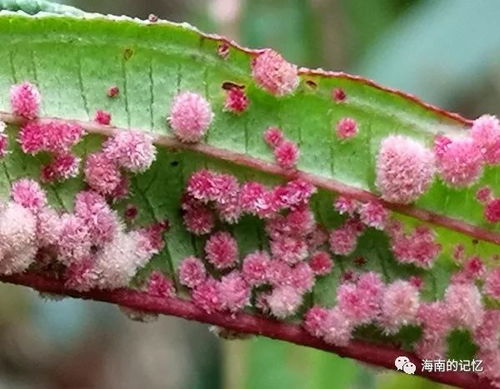 虫瘿怎么读，虫瘿果球