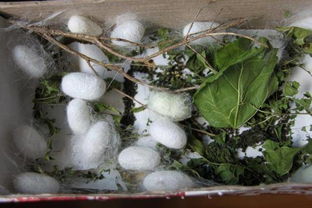 咏蚕蒋贻恭赏析