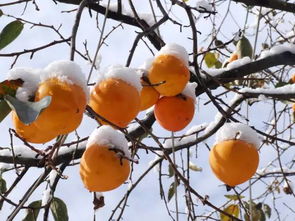 榨组词，棕组词组