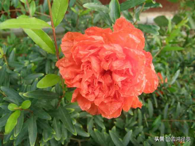 不信比来长泪下,开箱验取石榴裙，开箱验取石榴裙是说哪位女子