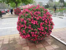 莳花弄草，莳花的意思和含义