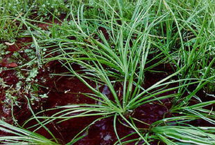 中华水韭是国家一级保护植物,人工种植的中华水韭和普通韭菜有什么不同