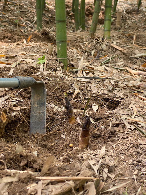 挖春笋的技巧和方法