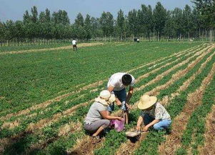 伤情鉴定等级划分标准，墒情监测