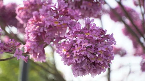 御还春是什么仪器