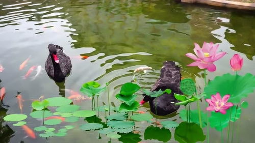 千里莺啼绿映红,水村山郭酒旗风。原文_翻译及赏析