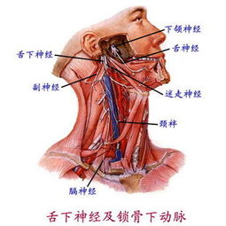 舌下神经走行分布图，舌下神经损伤