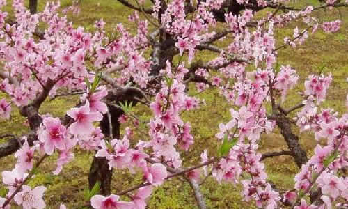 桃花作文350字三年级，桃花作文350字左右,仿写荷花怎么写