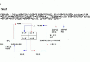 体循环的路线是什么