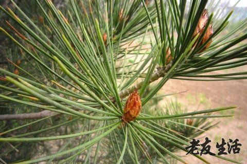 艾叶和松针的作用，松针的作用与功效及禁忌