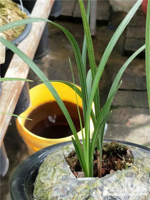 素冠荷鼎有组培苗吗