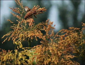 高梁的意思解释