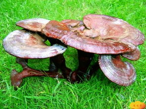 芝草是什么，芝草孢子的功效与作用