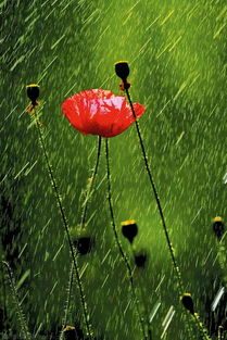 雨丝风片，雨丝社