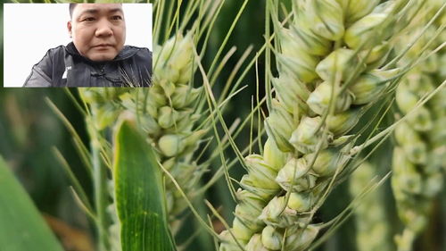 地生中考是什么意思