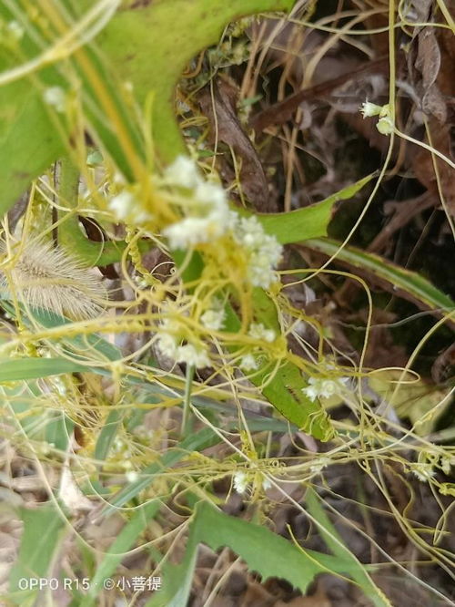 无根之草上一句，无根之树囚禁是在哪一集出现的