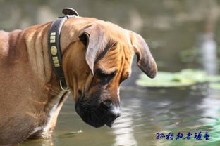 我选择狗带什么意思，不会轻易狗带什么意思