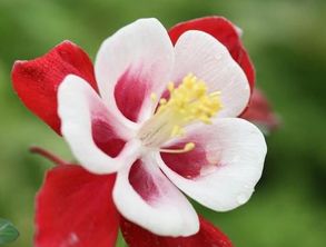 依米花是一种什么植物呢?依米花有什么作用呢?依米花的花语是什么呢?