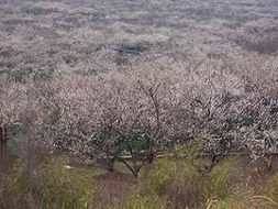 香雪海冰柜维修电话，香雪海冰箱售后服务电话是多少